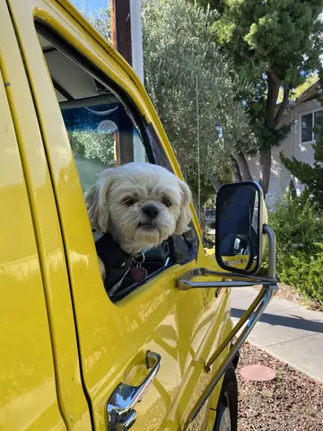 A small white dog looking out the window of Tim's yellow van